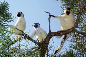 White Sifakas