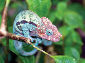 Chameleon