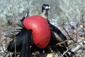 Frigate Birds