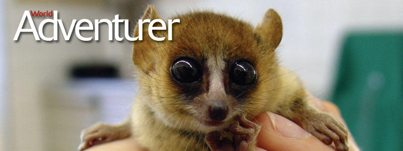 Goodman’s Mouse Lemur